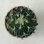 Stenocactus multicostatus