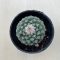 Strombocactus disciformis