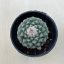 Strombocactus disciformis