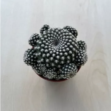 Sulcorebutia heliosoides