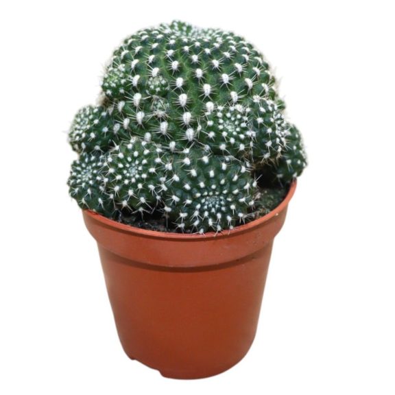 Sulcorebutia heliosoides