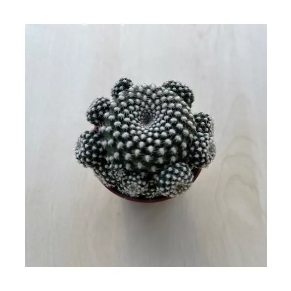 Sulcorebutia heliosoides