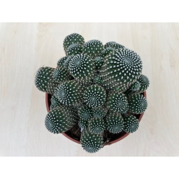 Sulcorebutia heliosoides