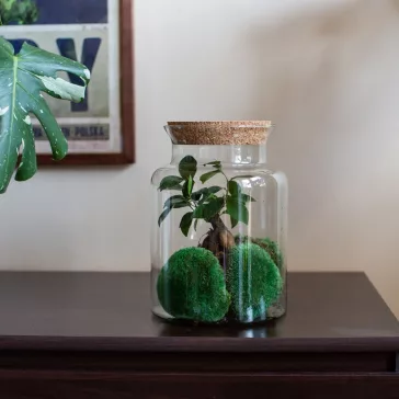 Glass plant terrarium with cork