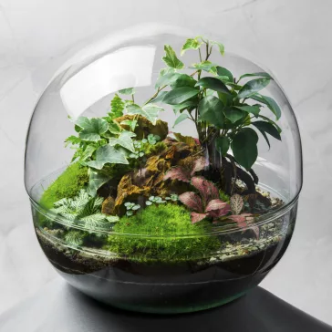 Glass sphere plant terrarium
