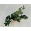 Xerosicyos danguyi (Silver dollar vine)
