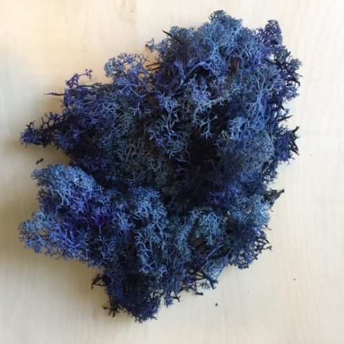 Iceland moss, blue 20g