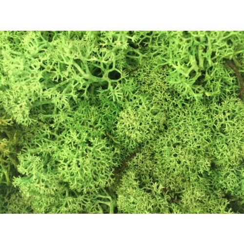 Iceland moss, light green 250g
