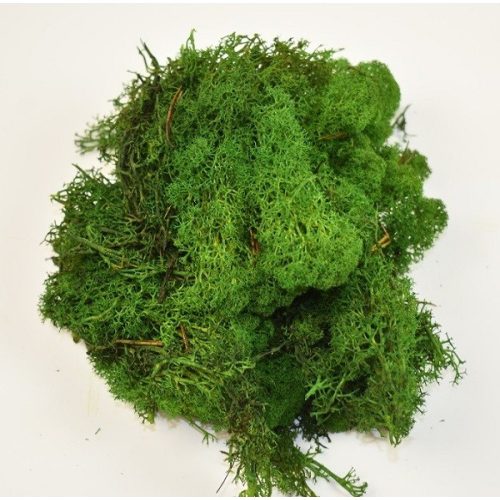 Iceland moss, green