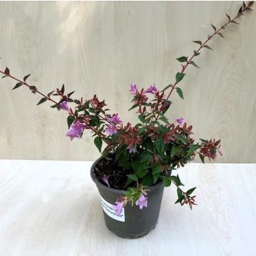 Abelia 'Edward Goucher'