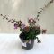 Abelia 'Edward Goucher'