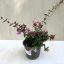 Abelia 'Edward Goucher'