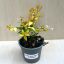 Abelia grandiflora 'Gold Spot'