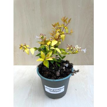 Abelia grandiflora 'Gold Spot'