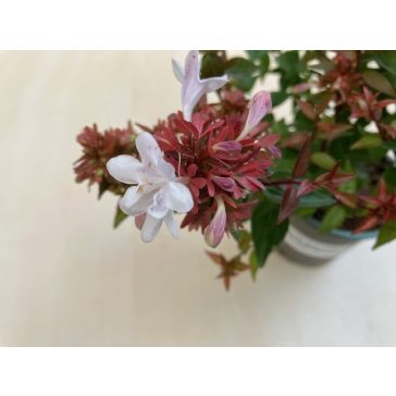 Abelia grandiflora 'Semperflorens'