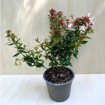 Abelia grandiflora 'Sherwoodii'