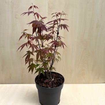 Acer palmatum ‘Orange Dream’