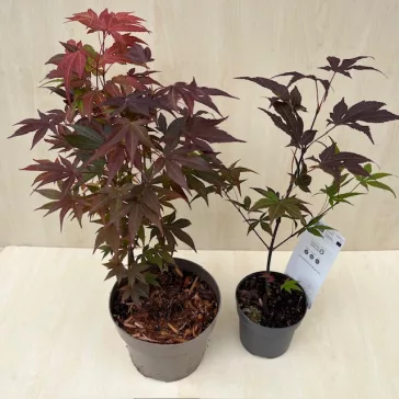 Acer palmatum ‘Atropurpureum’