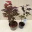 Acer palmatum ‘Atropurpureum’