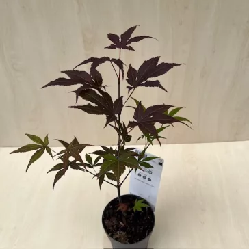 Acer palmatum ‘Atropurpureum’