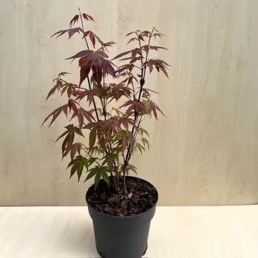 Acer palmatum ‘Atropurpureum’