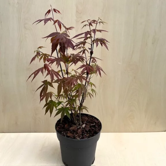 Acer palmatum ‘Atropurpureum’