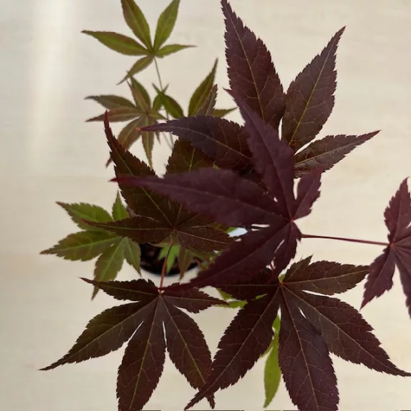 Acer palmatum ‘Atropurpureum’