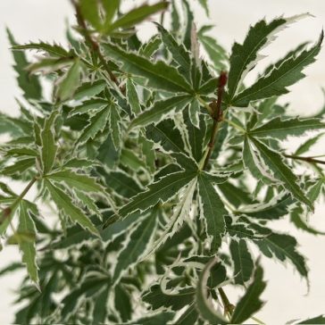 Acer palmatum ‘Orange Dream’