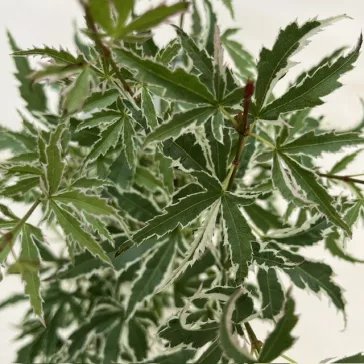 Acer palmatum ‘Orange Dream’