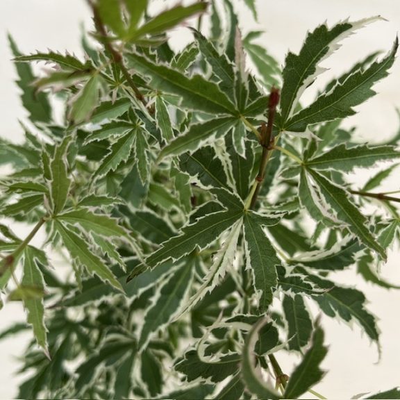 Acer palmatum ‘Orange Dream’
