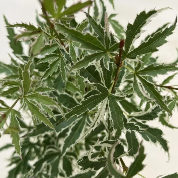 Acer palmatum ‘Orange Dream’