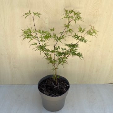  Acer palmatum ‘Emerald Lace’ 