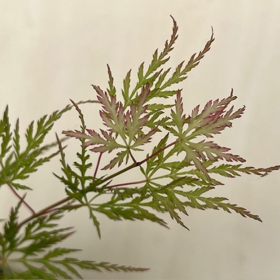  Acer palmatum ‘Emerald Lace’ 