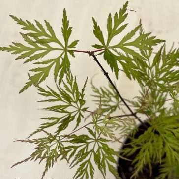  Acer palmatum ‘Emerald Lace’ 