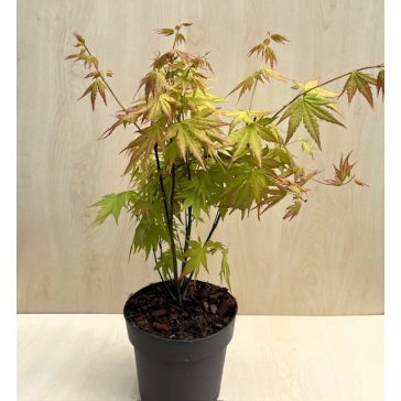Acer palmatum ‘Orange Dream’