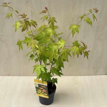 Acer palmatum ‘Orange Dream’