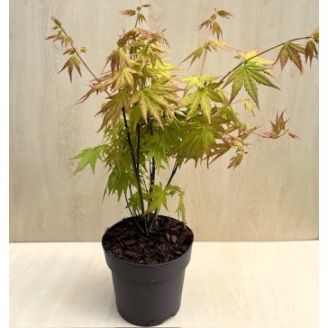 Acer palmatum ‘Orange Dream’