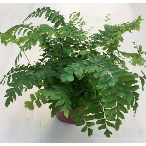 Adiantum hispidulum