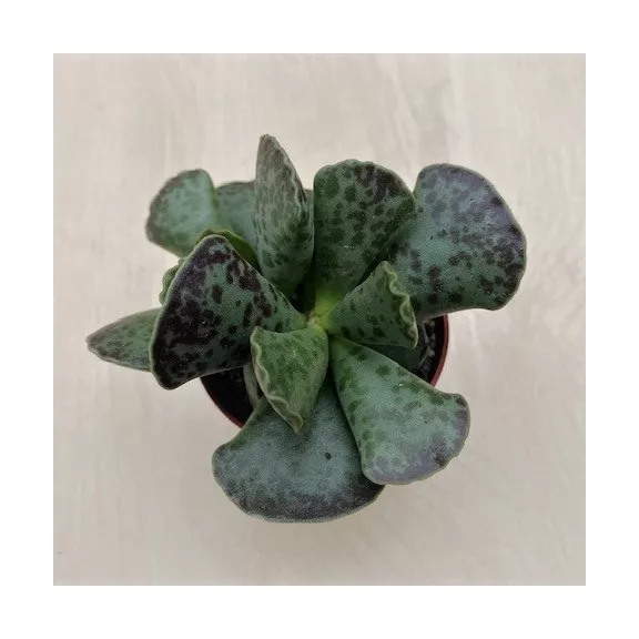 Adromischus cooperi - Plover eggs plant Adromischus cooperi - Plover eggs plant