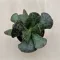 Adromischus cooperi - Plover eggs plant