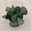 Adromischus cooperi - Plover eggs plant