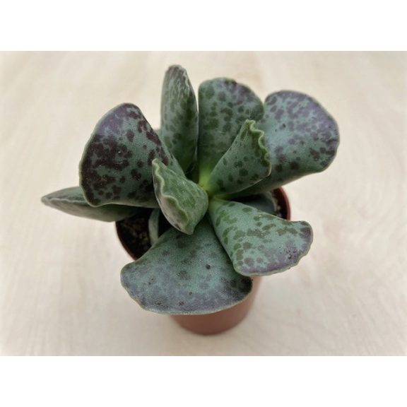 Adromischus cooperi - Plover eggs plant