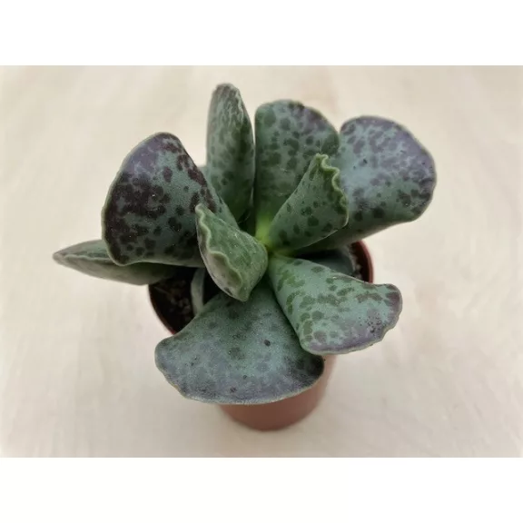 Adromischus cooperi - Plover eggs plant Adromischus cooperi - Plover eggs plant