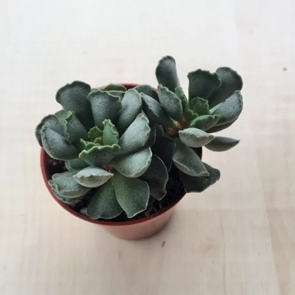 Adromischus cristatus Adromischus cristatus