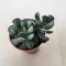 Adromischus cristatus