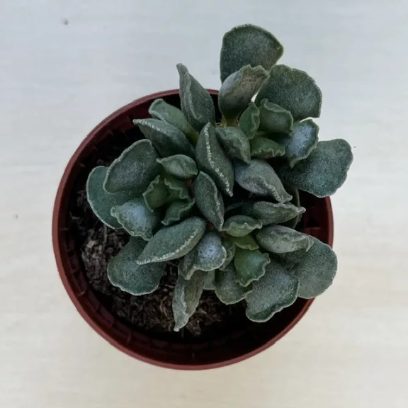 Adromischus cristatus Adromischus cristatus