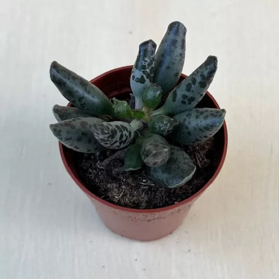 Adromischus festivus Adromischus festivus