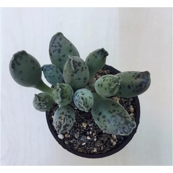 Adromischus festivus Adromischus festivus