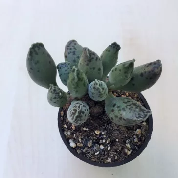Adromischus festivus
