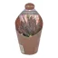Adromischus marianae